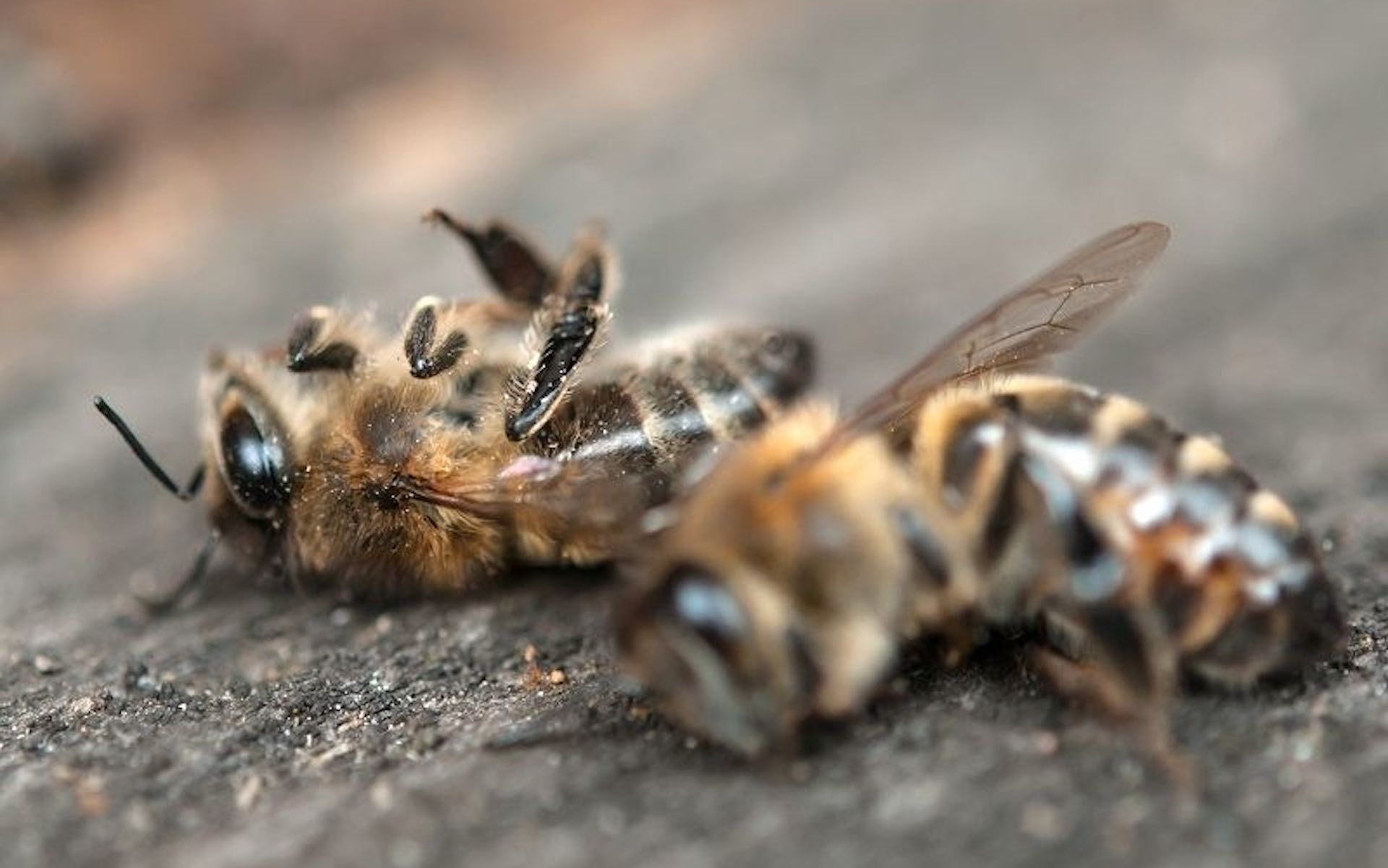 Guardian Insect Climate change could trigger an insect apocalypse - Khaleej Guardian